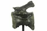 Fossil Sauropod (Barosaurus?) Caudal Vertebra - Wyoming #377950-8